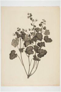 Pelargonium inodorum (48752964193)