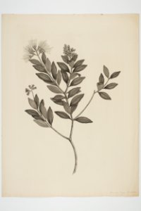 Metrosideros fulgens (48753630557)