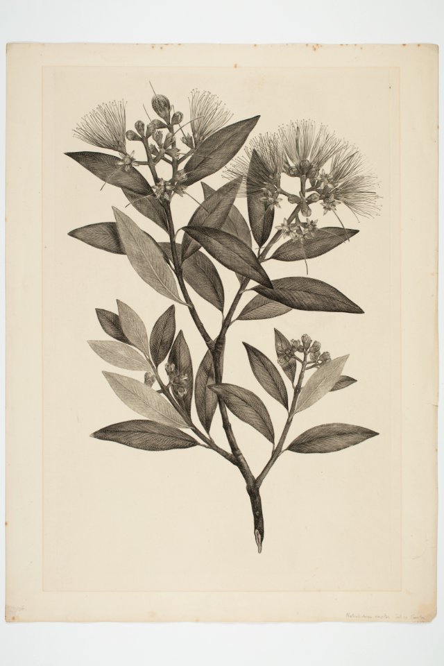 Metrosideros excelsa (48753799867)