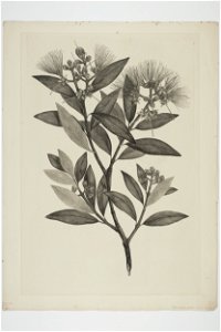 Metrosideros excelsa (48753799867)