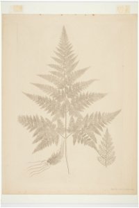 Lastreopsis velutina (48752737943)