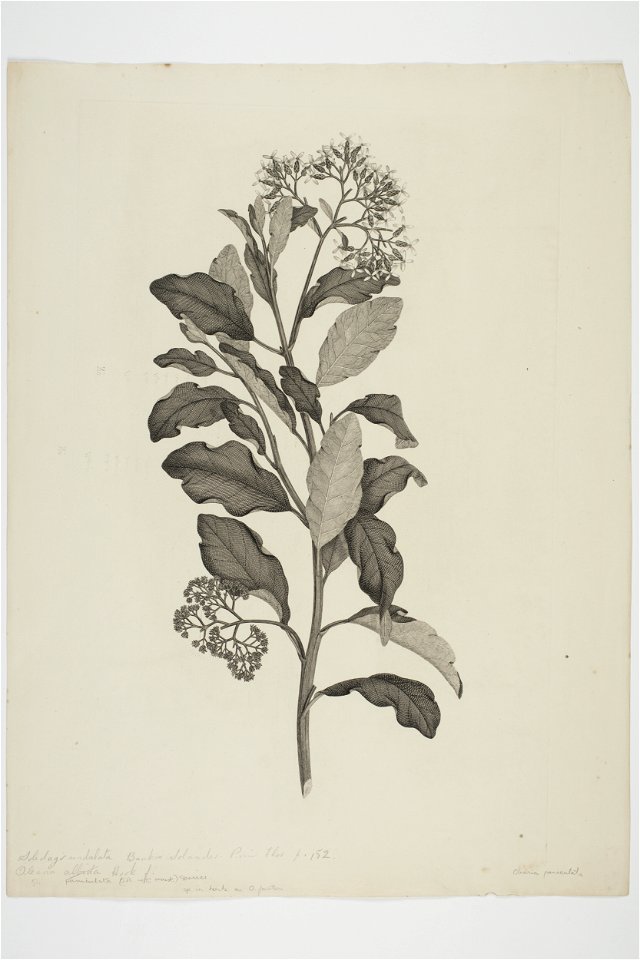Olearia paniculata (48753119593)