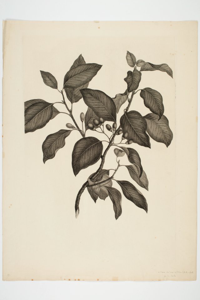 Litsea calicaris (48752962358)