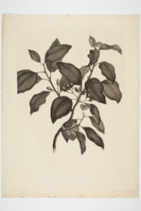 Litsea calicaris (48752962358)