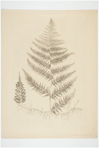 Paesia scaberula (48752770196)
