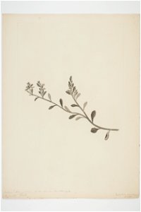 Lobelia alata (48752188833)
