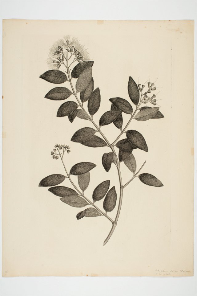 Metrosideros albiflora (48752801376)