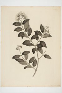 Metrosideros albiflora (48752801376)