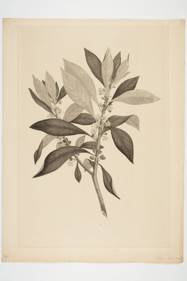 Myoporum laetum (48753658581)
