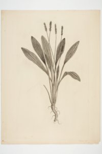 Plantago raoulii (48753130747)