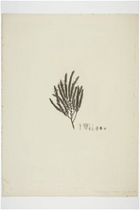 Styphelia nesophila (48752411876)