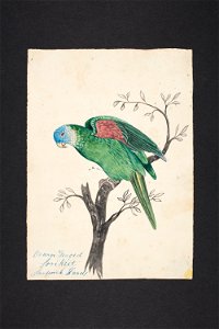 Orange winged lorikeet Sandwich Islands (48753012862)