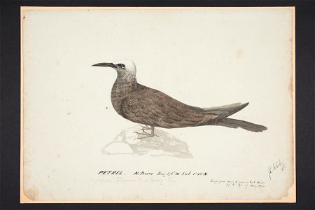 Petrel (48753426227)