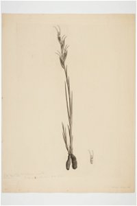 Orthoceros strictum (48752056008)