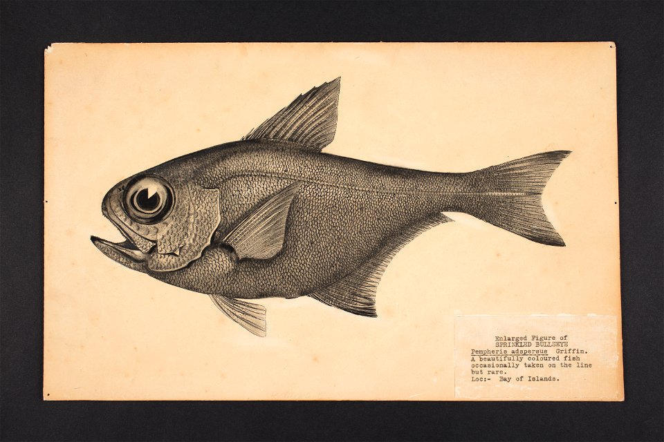 Pempheris adspersus n. sp. Griffin. (48753117856)