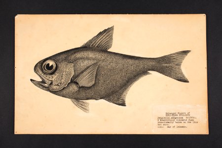 Pempheris adspersus n. sp. Griffin. (48753117856)