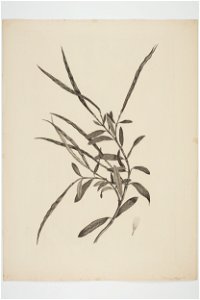 Parsonsia heterophylla (48752546053)