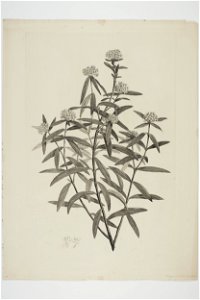 Pimelea longifolia (48752712691)
