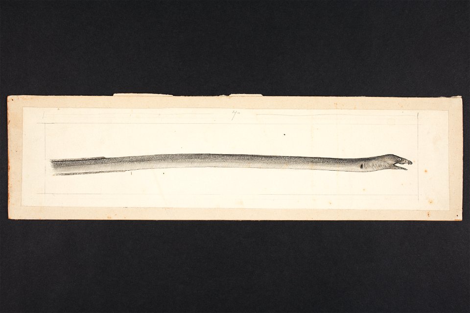 Muraenichthys australis, Macleay. (48752370193)