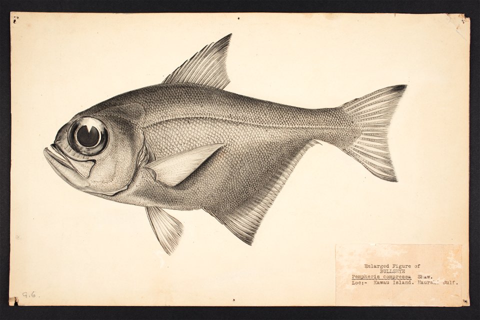 Pempheris compressa Shaw 1920 (48752820487)