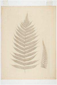 Pneumatopteris pennigera (48752594961)