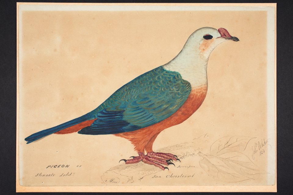 Pigeon of Stewart's Isld and San Christoval (48752852697)