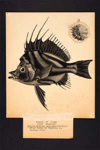 Paristiopterus labiosus (Guenther). (48752598492)