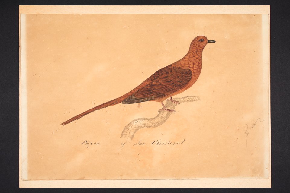 Pigeon of San Cristoval (48752170388)