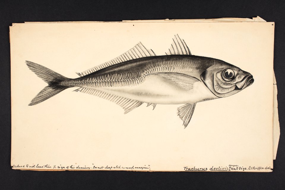 Trachurus declivis Jenyns. (48753082997)