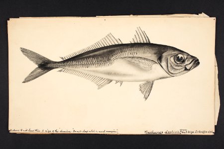 Trachurus declivis Jenyns. (48753082997)
