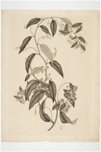 Passiflora tetranda (48753448202)
