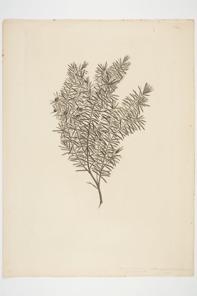 Styphelia juniperina (48753202446)