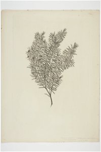 Styphelia juniperina (48753202446)
