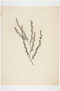 Plagianthus divaricatus (48753294583)