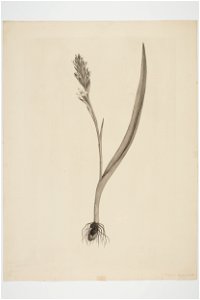 Thelymitra longifolia (48753509781)