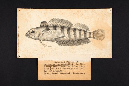 Tripterygion bucknilli n. sp. Griffin. (48753078563)
