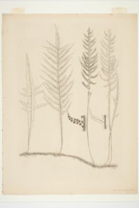 Phymatosorus scandens (48753287428)