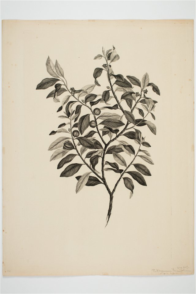 Pittosporum tenuifolium (48753334753)