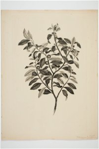 Pittosporum tenuifolium (48753334753)