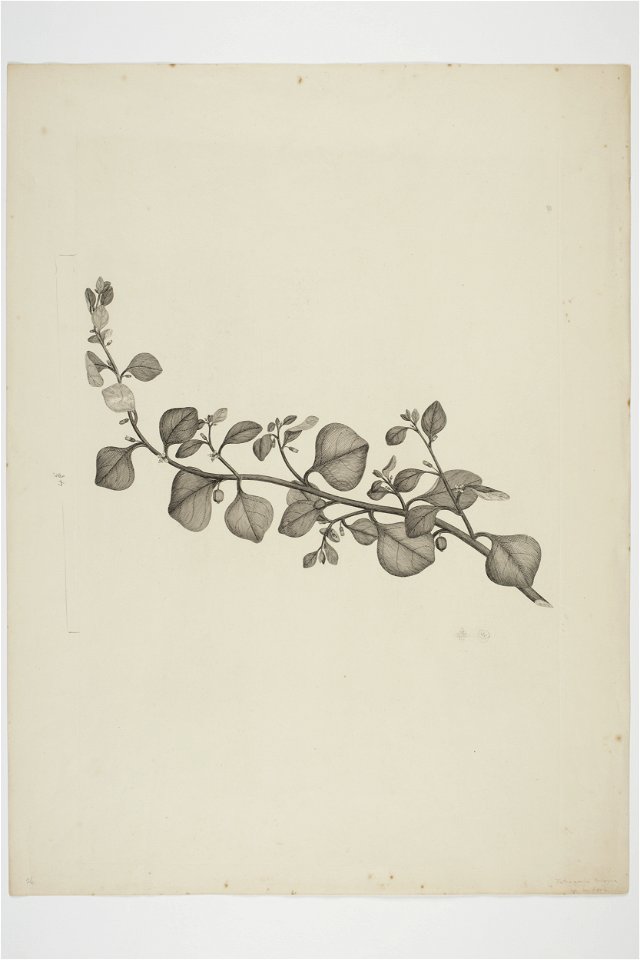 Tetragonia trigyna (48753161238)