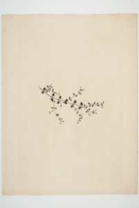 Stellaria parviflora (48753383863)