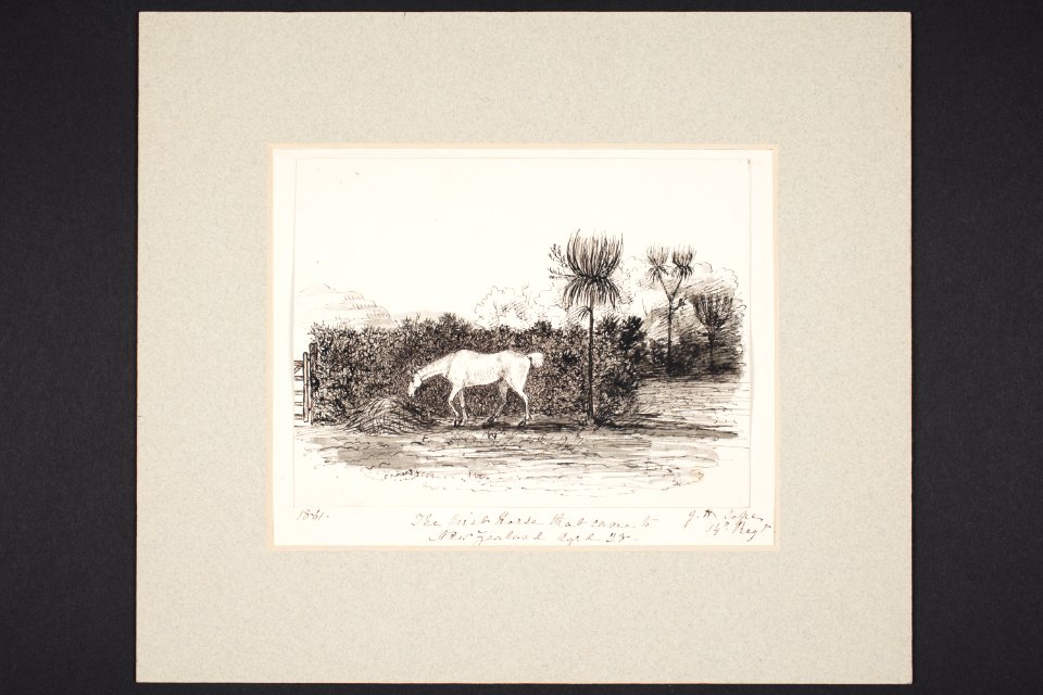 The first horse that came to New Zealand, aged 28 (48752834928)