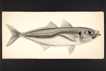 Trachurus novae-zelandiae Richardson. (48753770142)