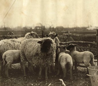 A group of sheep in Leckhampton fields by Eveleen Myers (née Tennant)