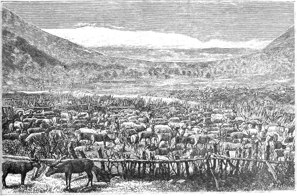 A HERD OF REINDEER
