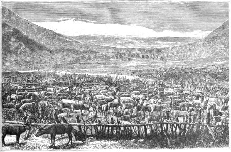 A HERD OF REINDEER