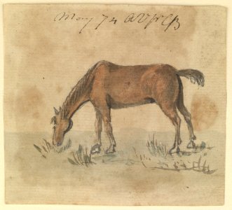 A grazing horse (Bray album) RMG PT1980