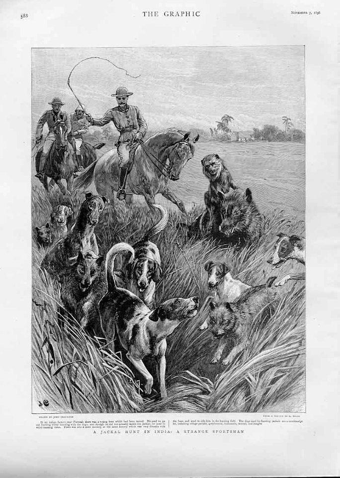 A Jackal Hunt in India, a Strange Sportsman - The Graphic 1896