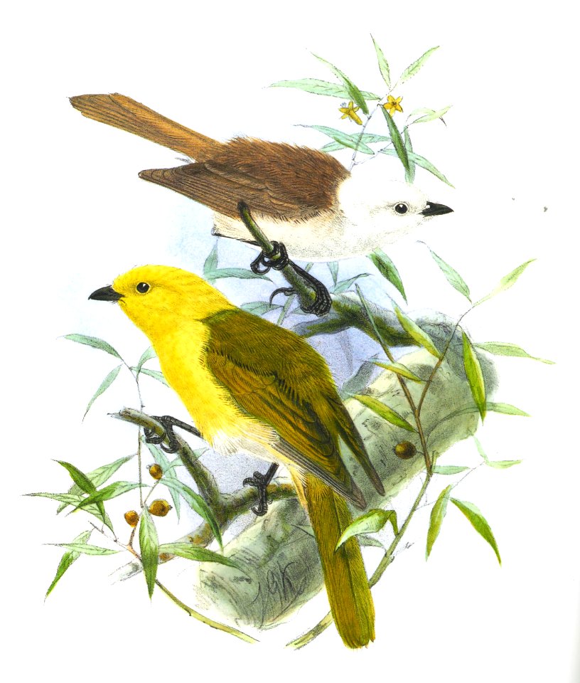 A History of the Birds of New Zealand - Mohoua albicilla, Mohoua ochrocephala