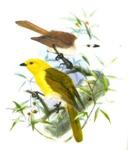 A History of the Birds of New Zealand - Mohoua albicilla, Mohoua ochrocephala